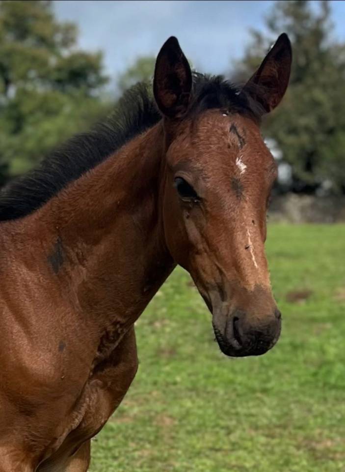 Veulen (ml) Selle Français Te koop 2025 Donker bruin / bai ,  Halifax