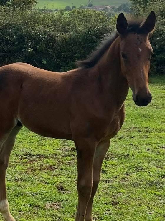 Veulen (ml) Selle Français Te koop 2025 Donker bruin / bai ,  Halifax