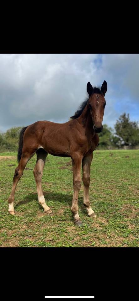 Veulen (ml) Selle Français Te koop 2025 Donker bruin / bai ,  Halifax