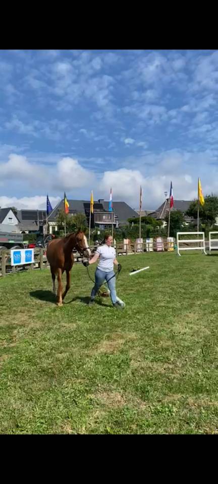 Veulen (vr) Zangersheide Te koop 2023 Vos ,  PEGASE VAN'T RUYTERSHOF