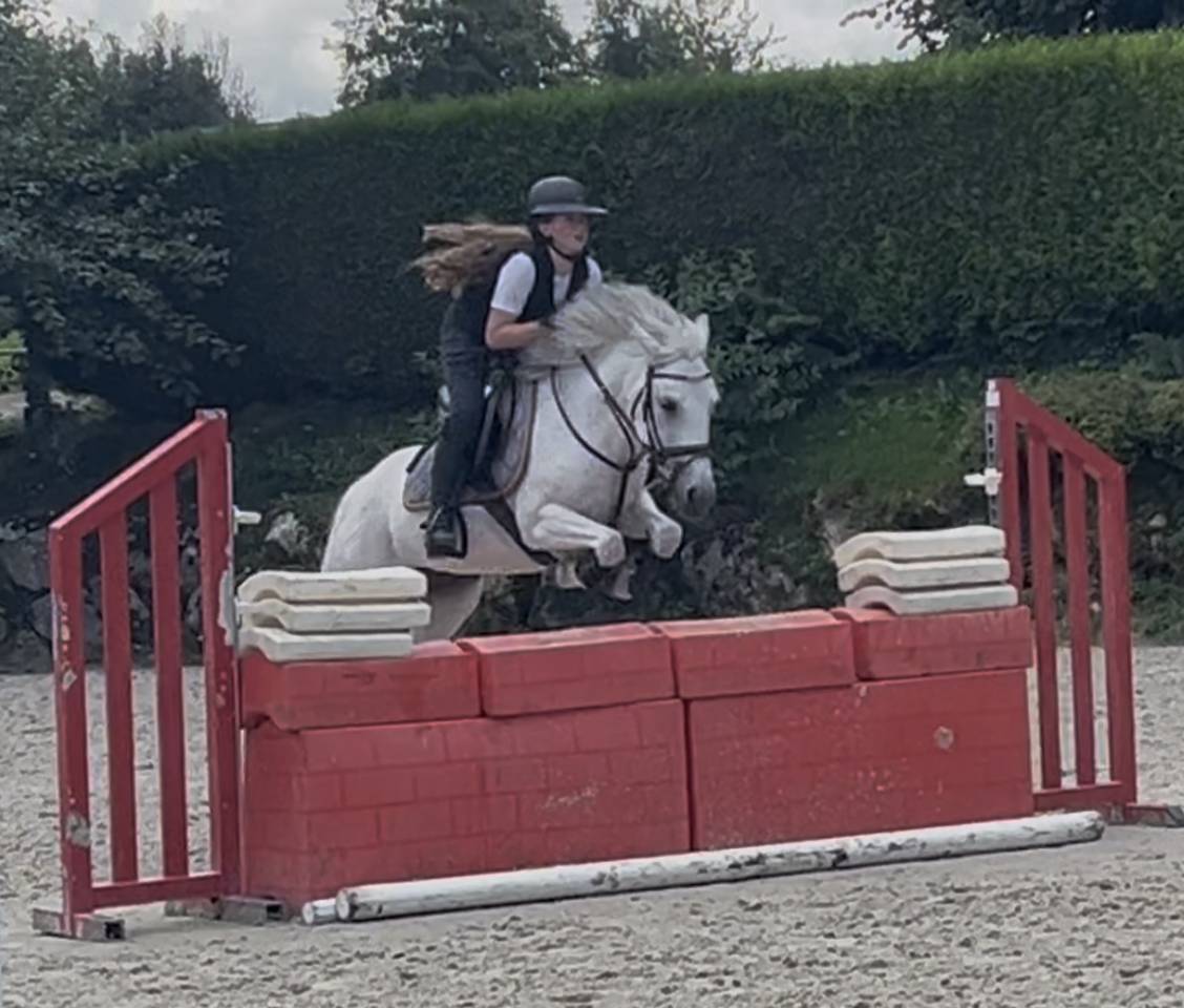 Merrie Andere pony rassen Te koop 2016 Schimmel