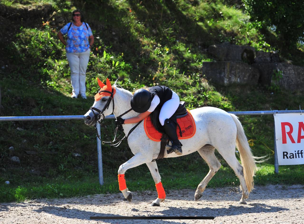Merrie Andere pony rassen Te koop 2016 Schimmel