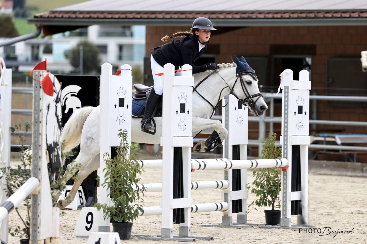 Merrie Andere pony rassen Te koop 2016 Schimmel