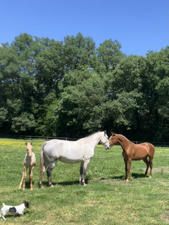 Draagmerrie Lusitano Te koop 2015 Schimmel ,  OMEAGA MMV