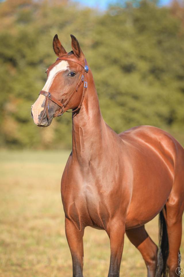 Draagmerrie Lusitano Te koop 2015 Schimmel ,  OMEAGA MMV