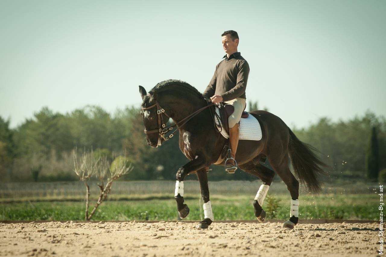 Draagmerrie Lusitano Te koop 2015 Schimmel ,  OMEAGA MMV