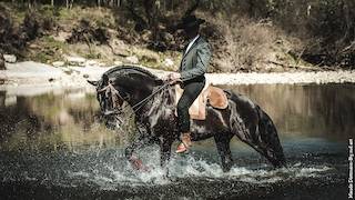 Draagmerrie Lusitano Te koop 2015 Schimmel ,  OMEAGA MMV