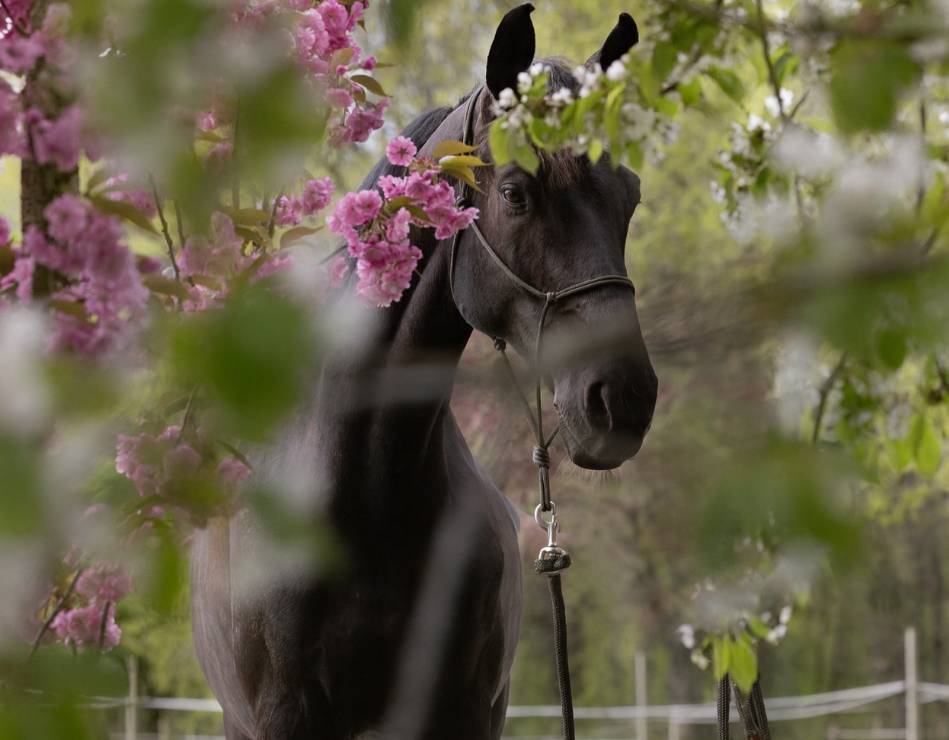 Ruin Hannoveraan  Te koop 2017 Zwart ,  VITALIS
