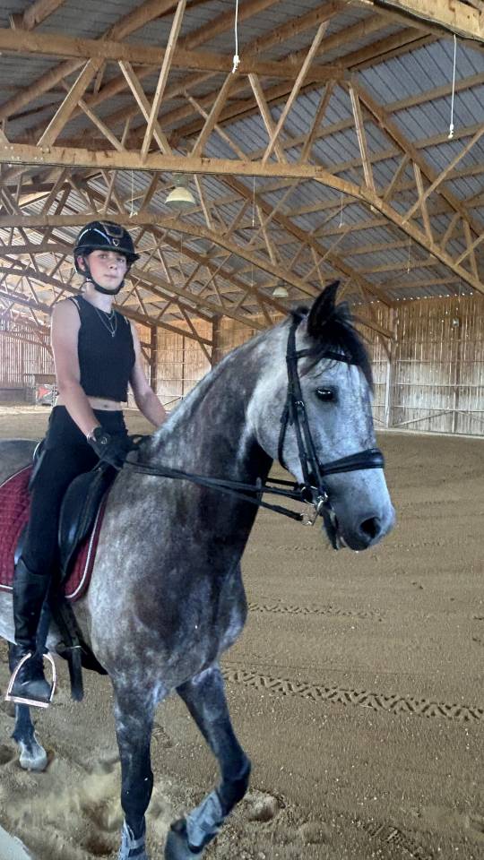 Ruin Lusitano Te koop 2017 Schimmel ,  URQUE SLU