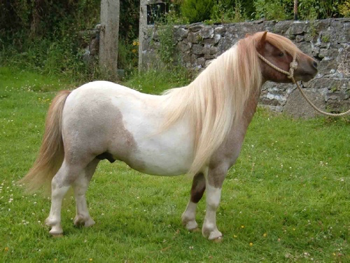 Tawna Neptune - Shetland 2008 ,  KERSWELL RUSSET