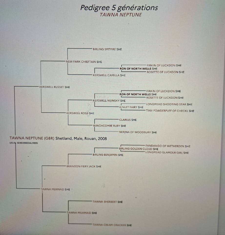 Tawna Neptune - Shetland 2008 ,  KERSWELL RUSSET