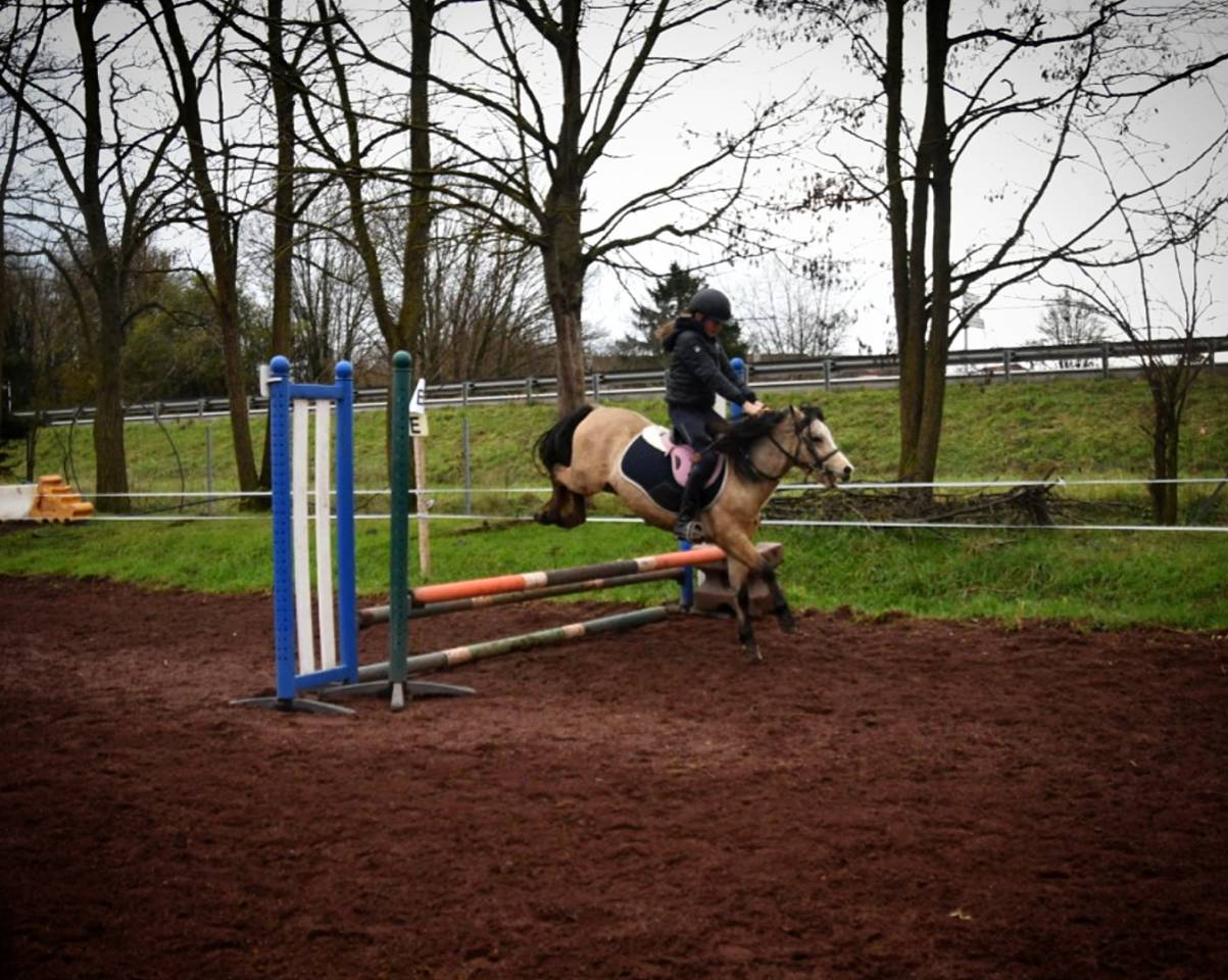 Ruin Welsh Pony (Section A) Te koop 2021 Isabel