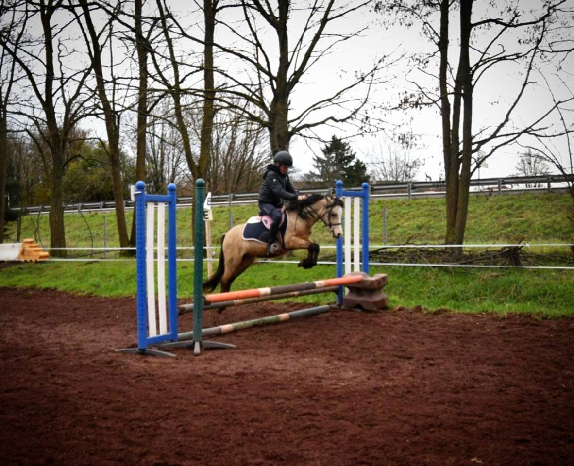 Ruin Welsh Pony (Section A) Te koop 2021 Isabel