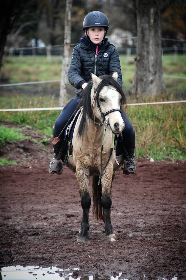 Ruin Welsh Pony (Section A) Te koop 2021 Isabel