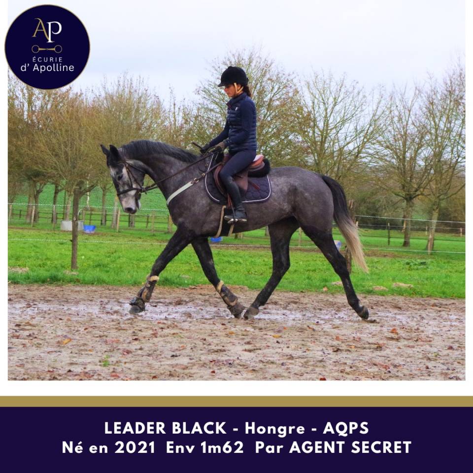 Ruin Autre Que Pur-Sang (Geen volbloed) Te koop 2021 Schimmel