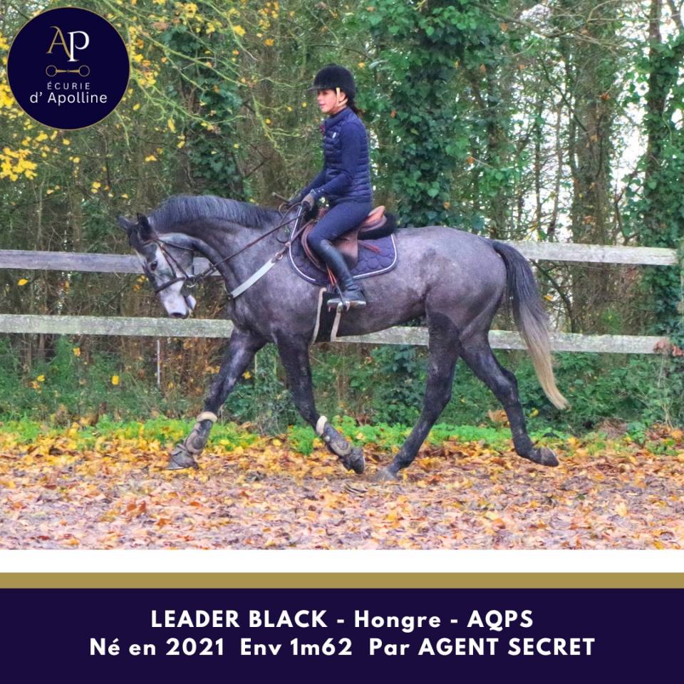 Ruin Autre Que Pur-Sang (Geen volbloed) Te koop 2021 Schimmel