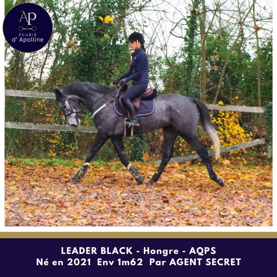 Ruin Autre Que Pur-Sang (Geen volbloed) Te koop 2021 Schimmel