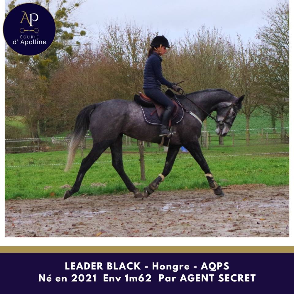 Ruin Autre Que Pur-Sang (Geen volbloed) Te koop 2021 Schimmel