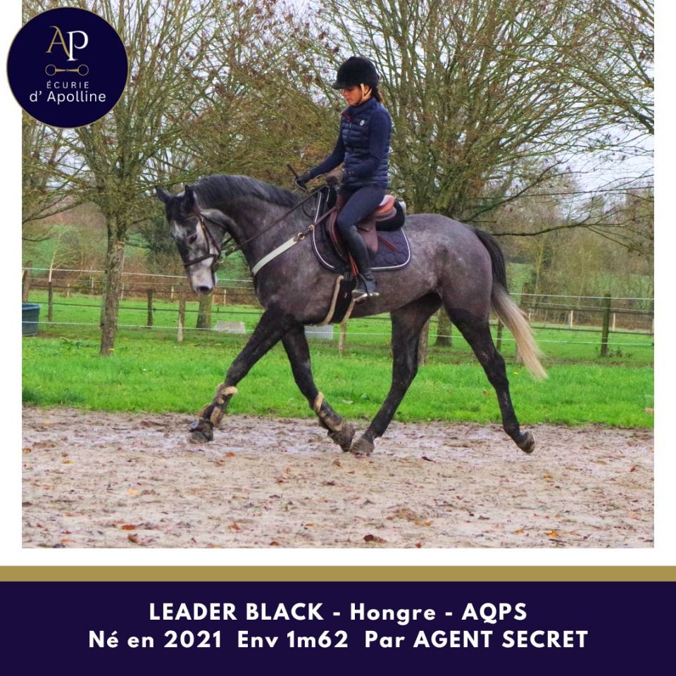 Ruin Autre Que Pur-Sang (Geen volbloed) Te koop 2021 Schimmel