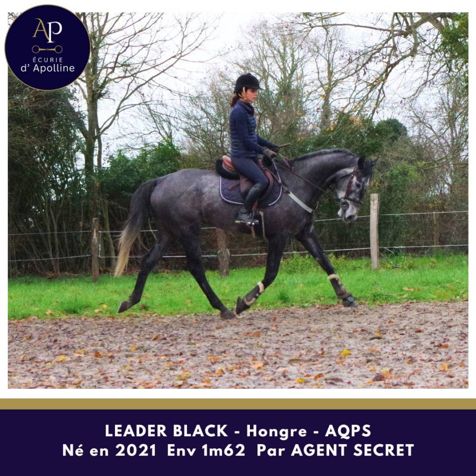 Ruin Autre Que Pur-Sang (Geen volbloed) Te koop 2021 Schimmel