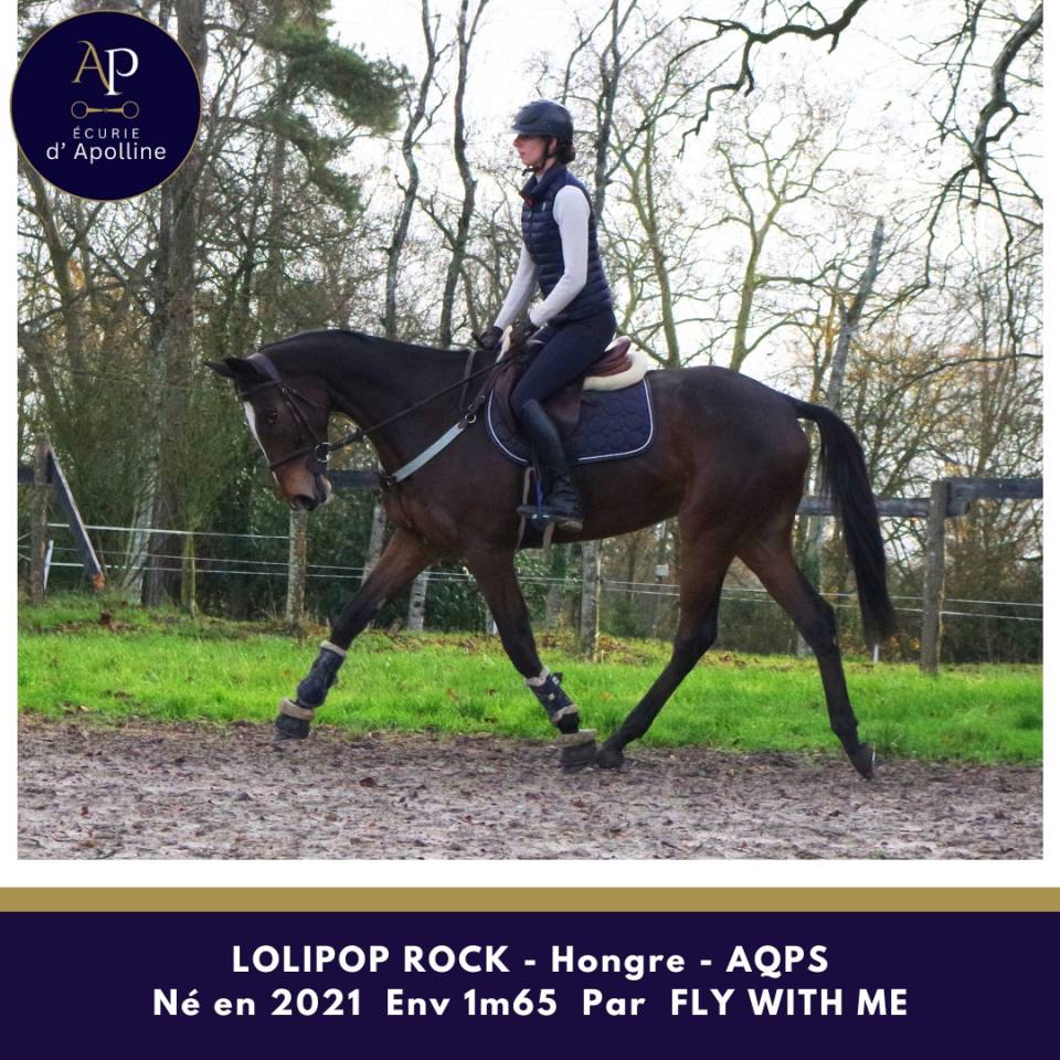 Ruin Autre Que Pur-Sang (Geen volbloed) Te koop 2021 Donker bruin / bai