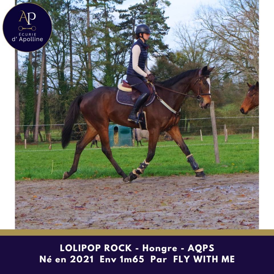 Ruin Autre Que Pur-Sang (Geen volbloed) Te koop 2021 Donker bruin / bai