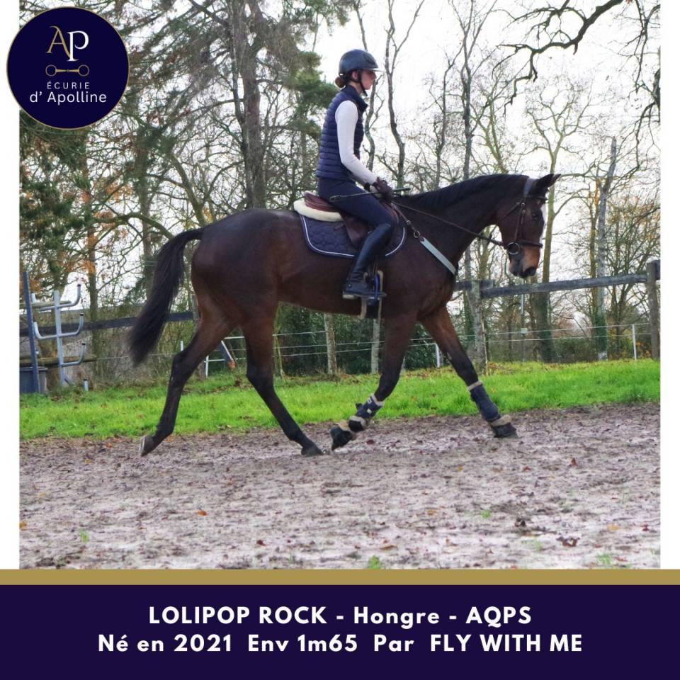 Ruin Autre Que Pur-Sang (Geen volbloed) Te koop 2021 Donker bruin / bai