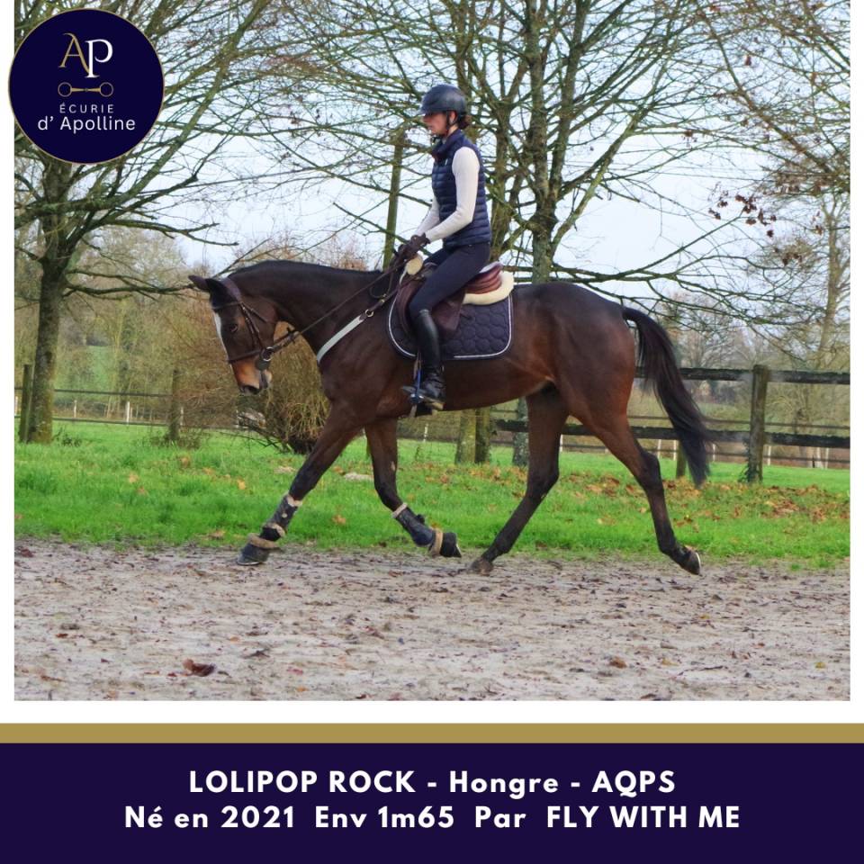 Ruin Autre Que Pur-Sang (Geen volbloed) Te koop 2021 Donker bruin / bai