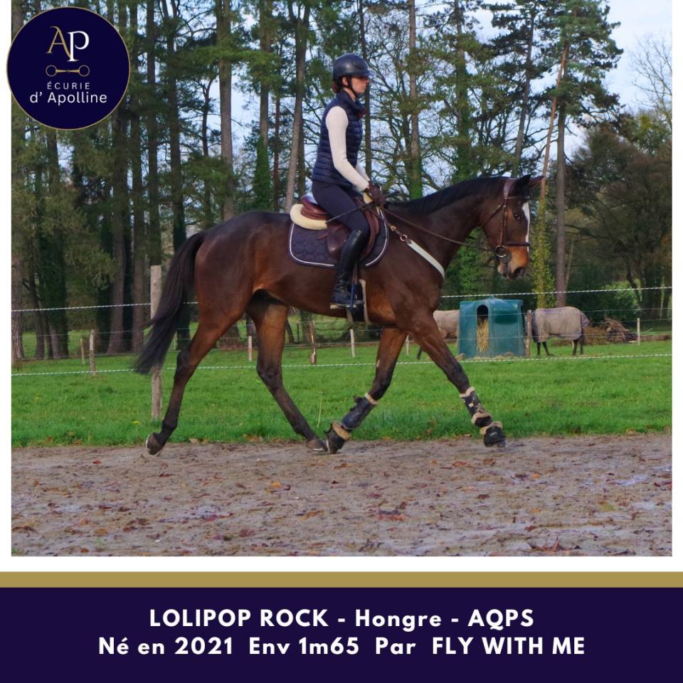 Ruin Autre Que Pur-Sang (Geen volbloed) Te koop 2021 Donker bruin / bai