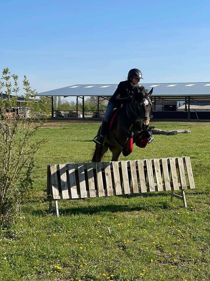 Merrie Franse rijpony PFS Te koop 2017 Donker bruin / bai