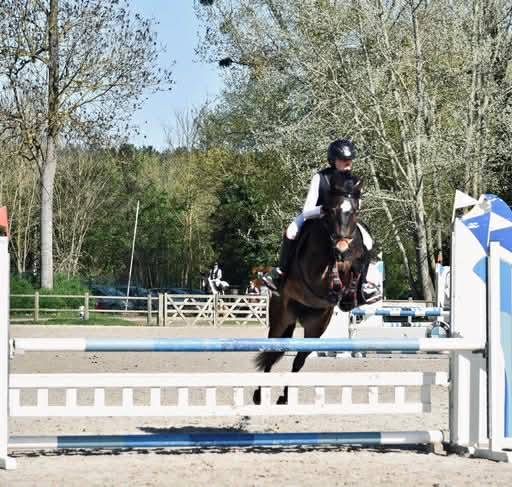 Merrie Franse rijpony PFS Te koop 2017 Donker bruin / bai