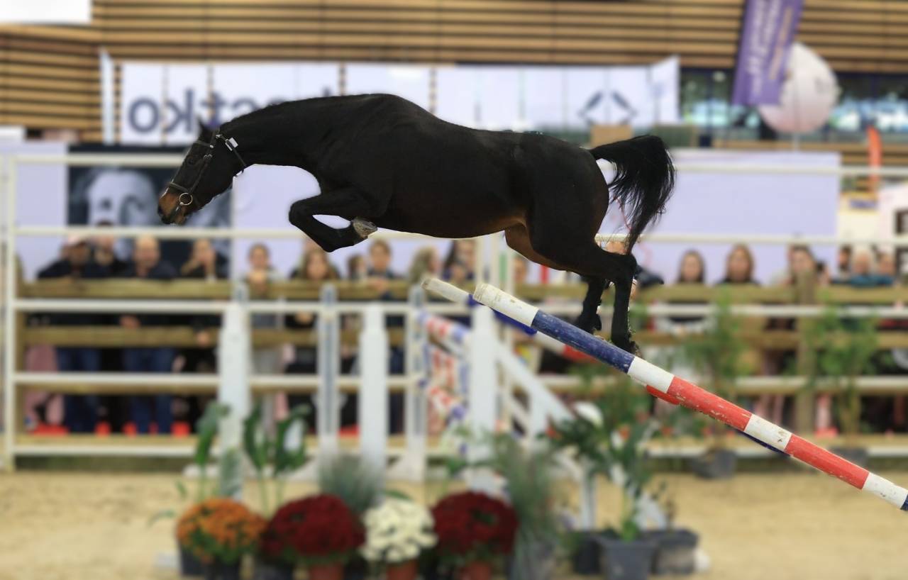 Merrie Selle Français Te koop 2022 Bruin / Bai ,  Conthargos