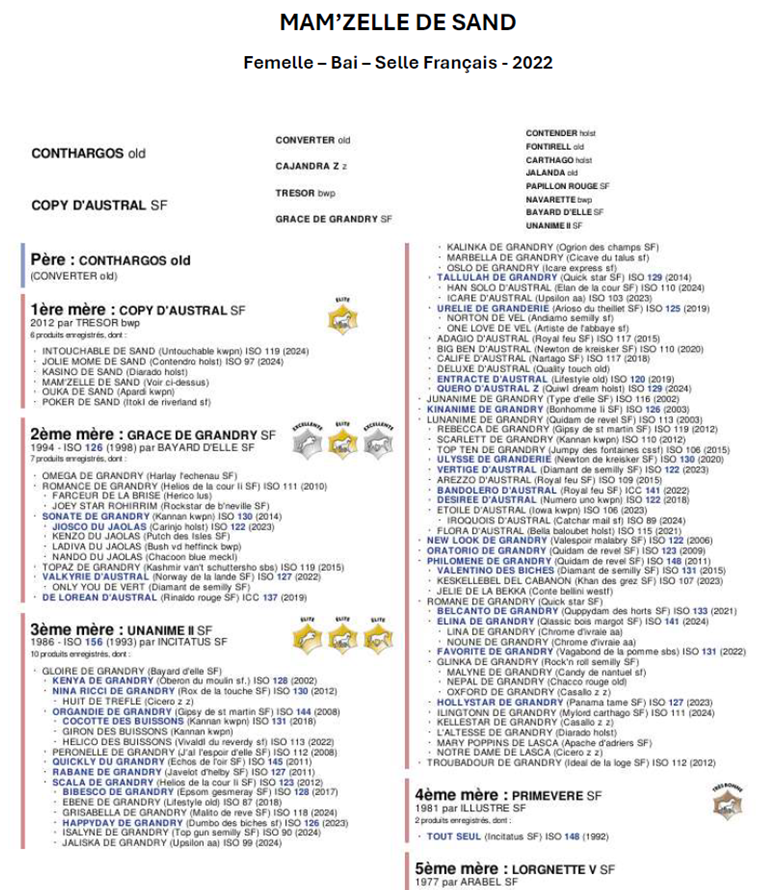 Merrie Selle Français Te koop 2022 Bruin / Bai ,  Conthargos