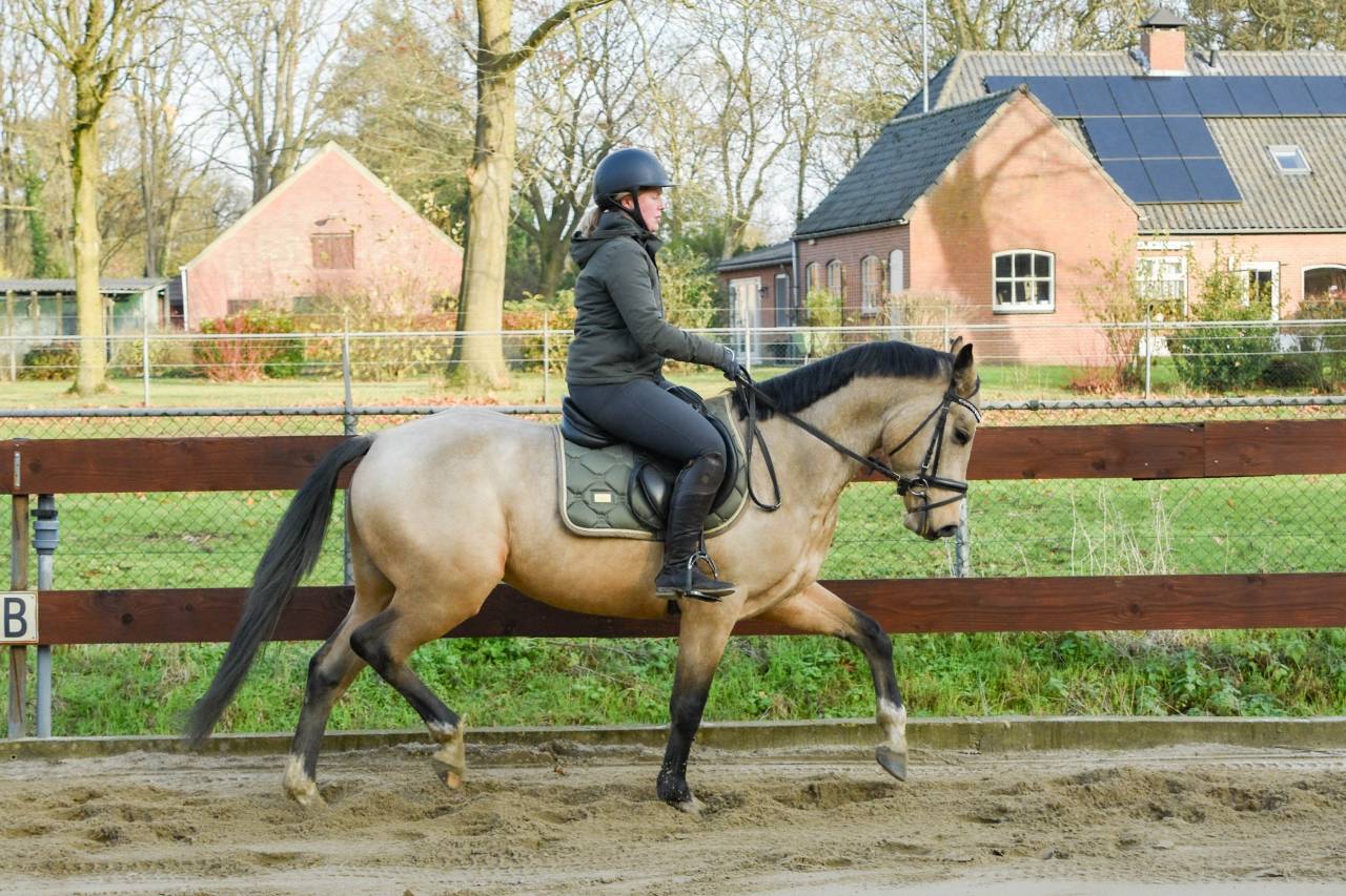 Dekhengst Nederlandse pony Te koop 2022 Wildkleur ,  HAMLET