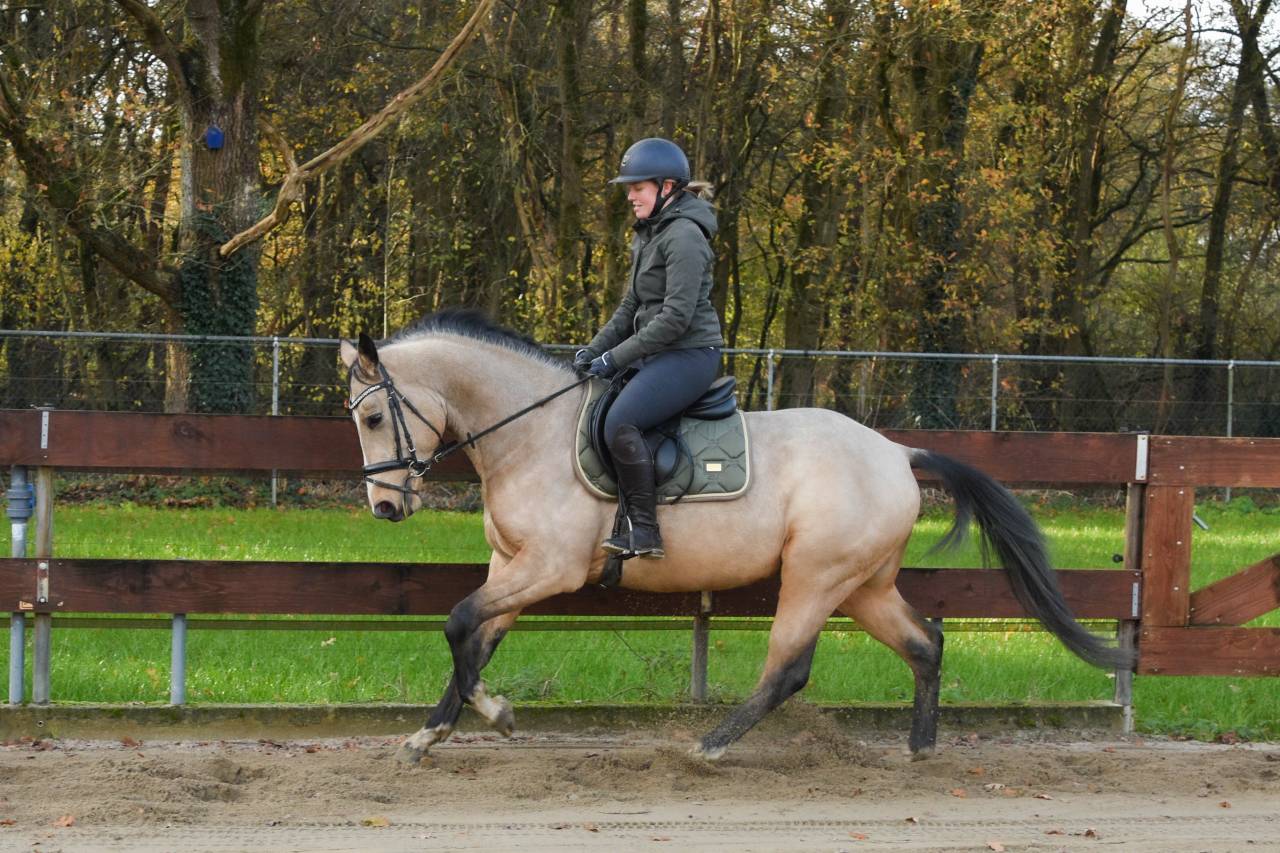 Dekhengst Nederlandse pony Te koop 2022 Wildkleur ,  HAMLET