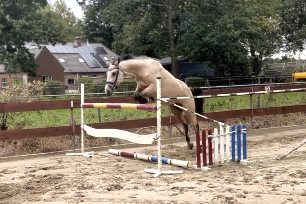 Dekhengst Nederlandse pony Te koop 2022 Wildkleur ,  HAMLET