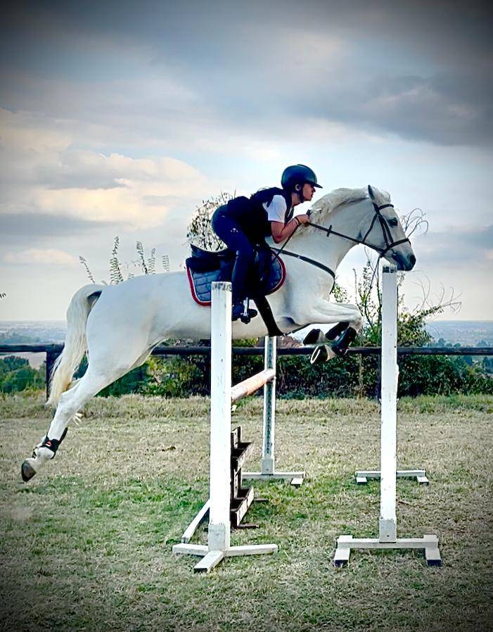 Merrie Connemara Te koop 2018 Schimmel ,  GENTLE CHARLIE