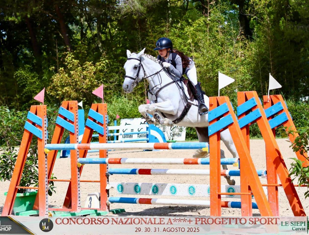 Merrie Connemara Te koop 2018 Schimmel ,  GENTLE CHARLIE