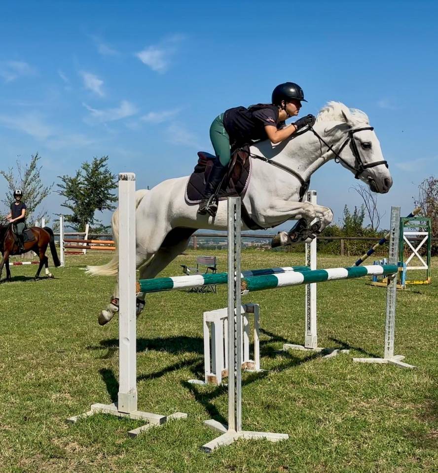 Merrie Connemara Te koop 2018 Schimmel ,  GENTLE CHARLIE