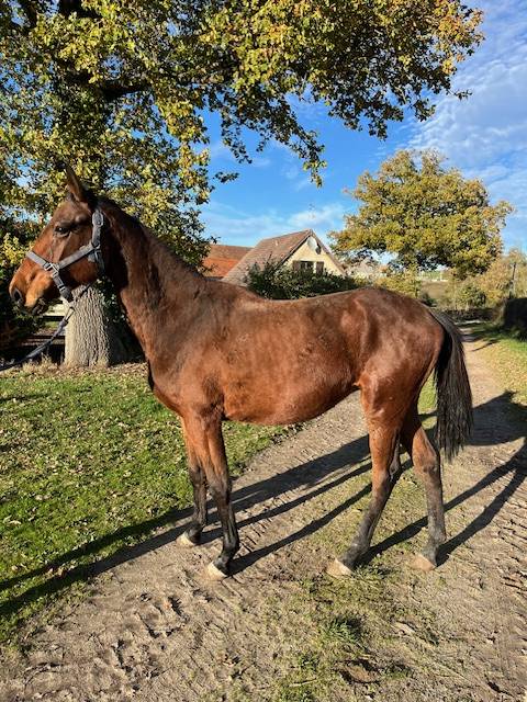Ruin Selle Français Te koop 2023 Donker bruin / bai ,  ROY DE LA VALLEE