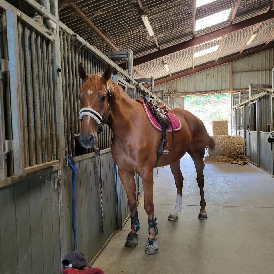 Ruin Selle Français Te koop 2018 Vos ,  NEWTON DE KREISKER