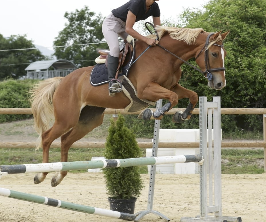 Merrie Selle Français Te koop 2020 Vos