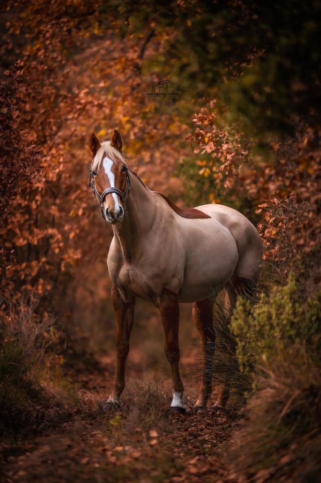 Merrie Selle Français Te koop 2020 Vos