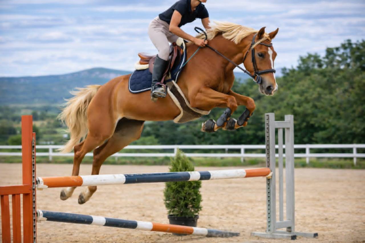 Merrie Selle Fran&ccedil;ais Te koop 2020 Vos