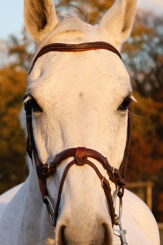 Ruin Bekend ras Te koop 2016 Schimmel ,  Continuum