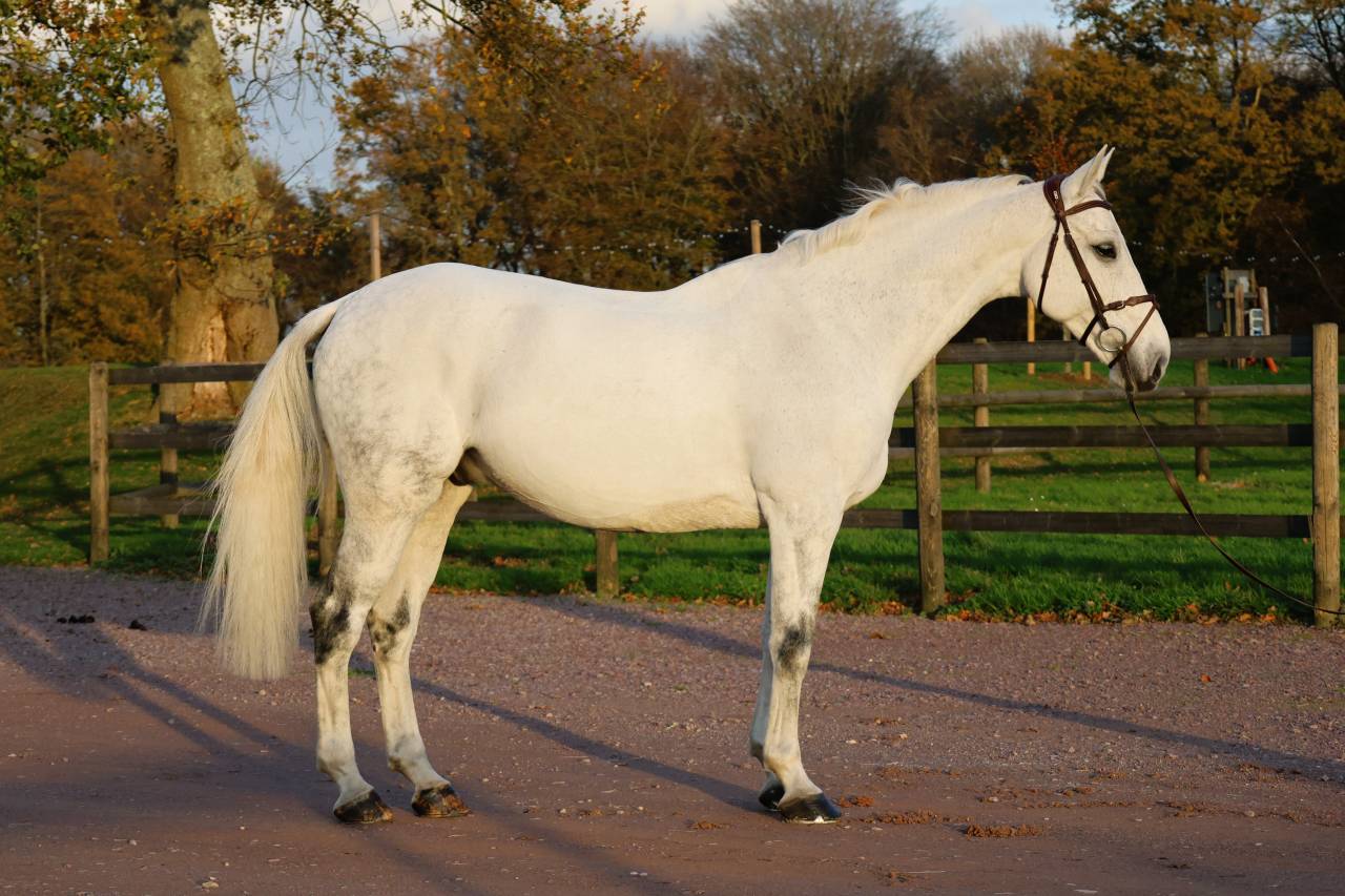 Ruin Bekend ras Te koop 2016 Schimmel ,  Continuum