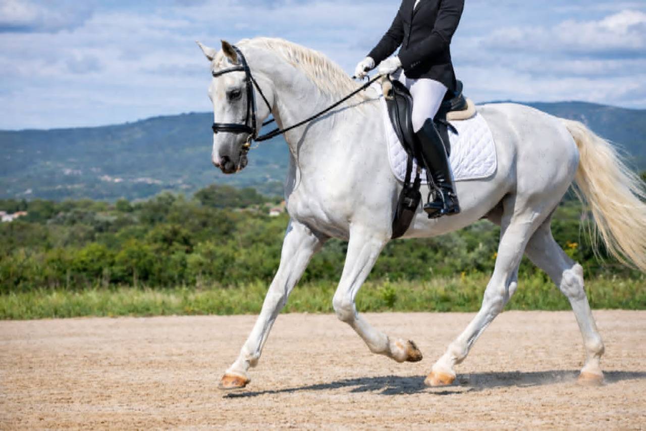 Ruin Lipizzan Te koop 2014 Wit