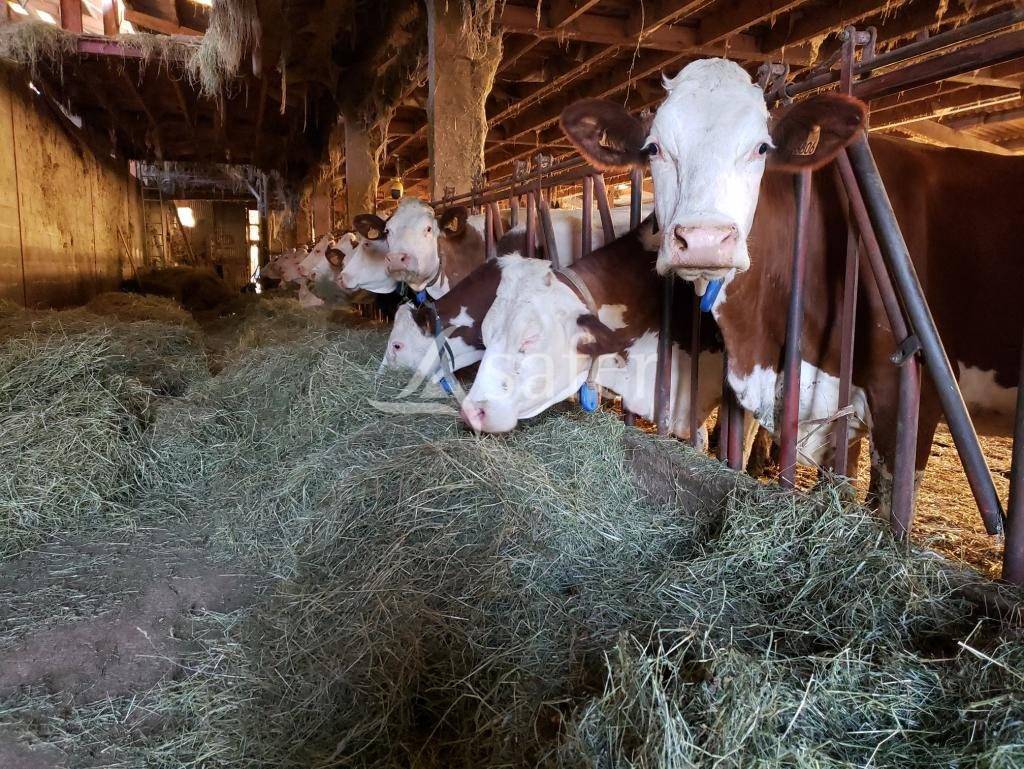 Landbouw bedrijf Koop Jura