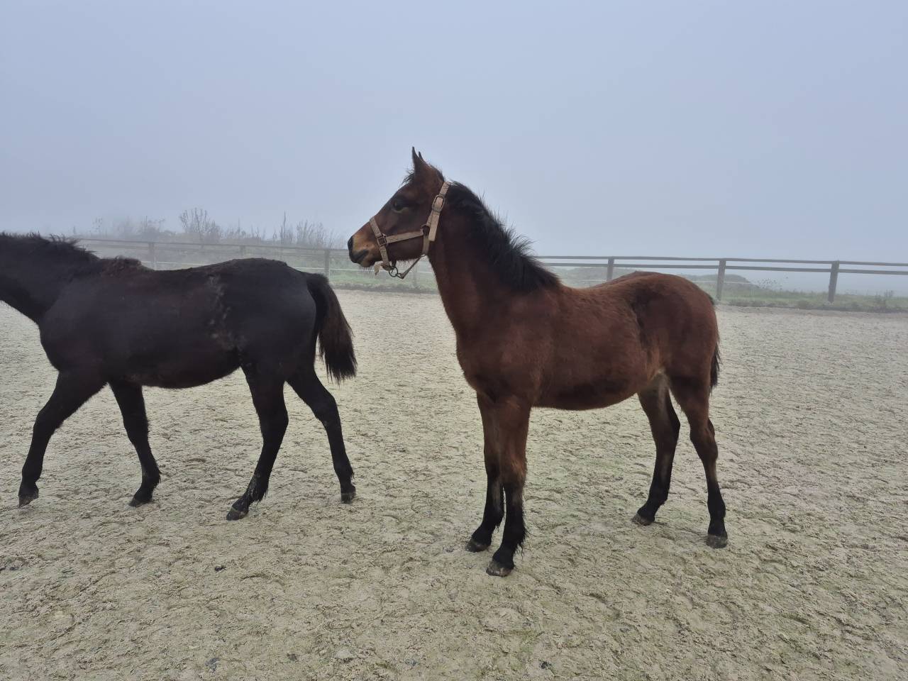 Ruin Welsh Partbred Te koop 2025 Donker bruin / bai