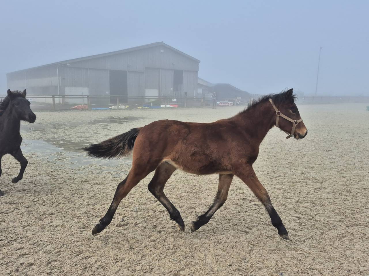 Ruin Welsh Partbred Te koop 2025 Donker bruin / bai